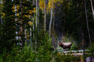 A bull male elk pauses amid the fall colors in Rocky Mountain National Park