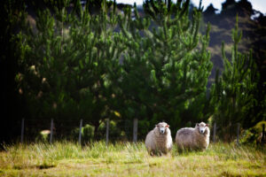 A pair of famous-in-their-own-mind sheep are ready for their closeup